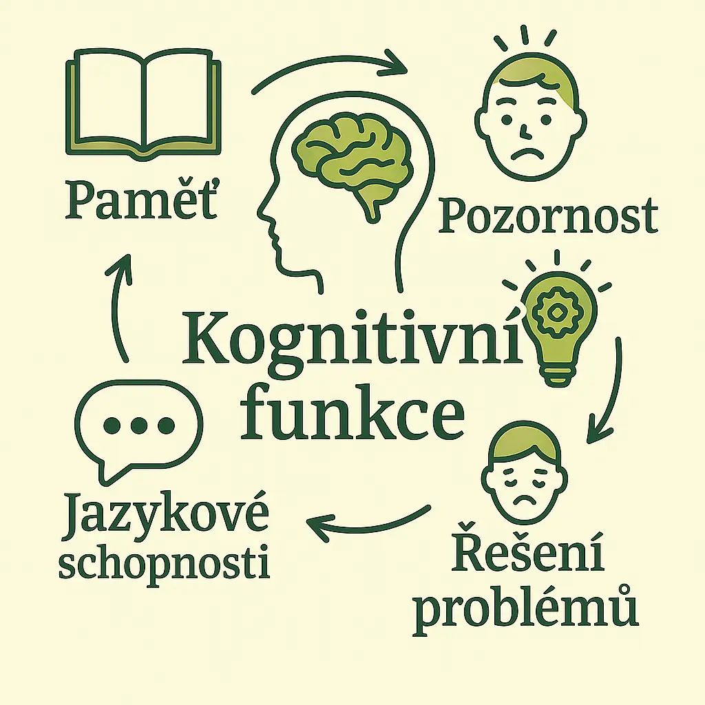 Graf: Co jsou kognitivní funkce – paměť, koncentrace, neuronová aktivita, mentální odolnost, energie a bdělost